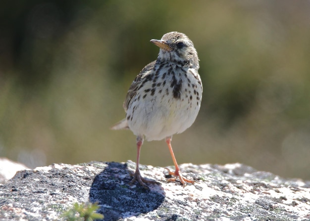 Photo close-up of bird perching on rock