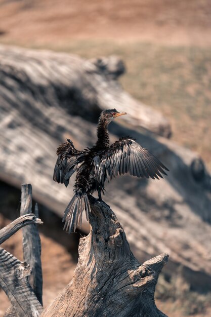 Photo close-up of bird perching on rock