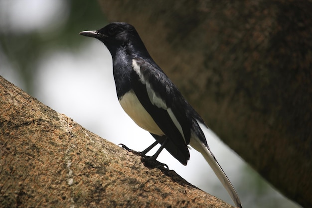 Photo close-up of bird perching on rock