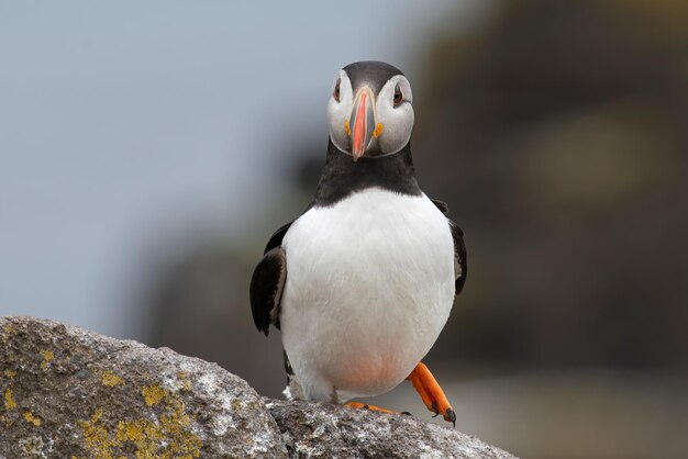 Photo close-up of bird perching on rock