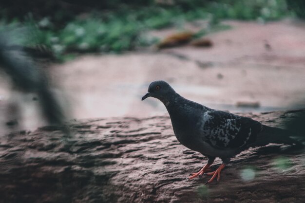 Close-up of bird perching on rock