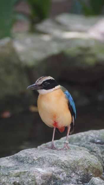 Photo close-up of bird perching on rock