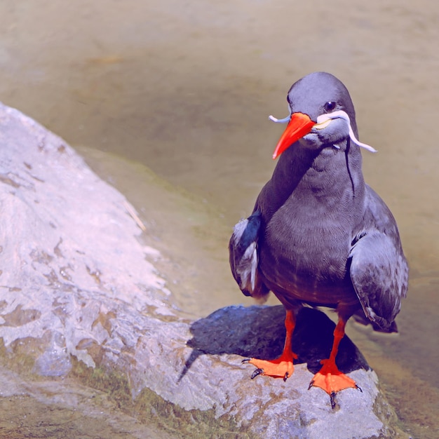 Close-up of bird perching on rock