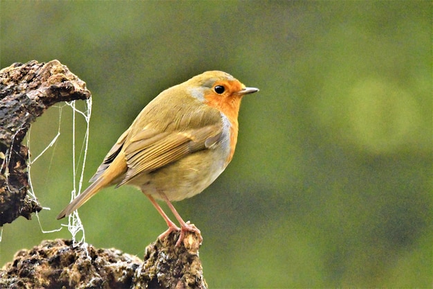 Photo close-up of bird perching on rock