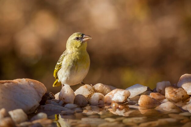 Close-up of bird perching on rock