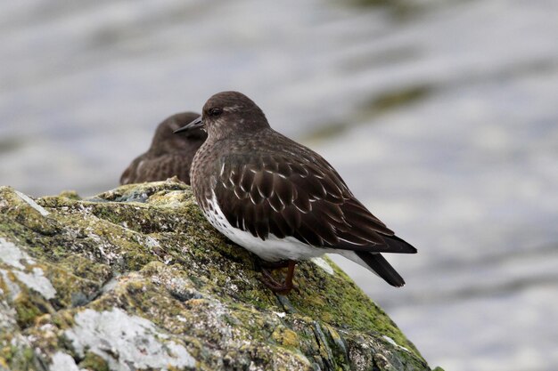 Photo close-up of bird perching on rock