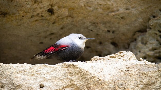 Foto close-up di un uccello appoggiato su una roccia