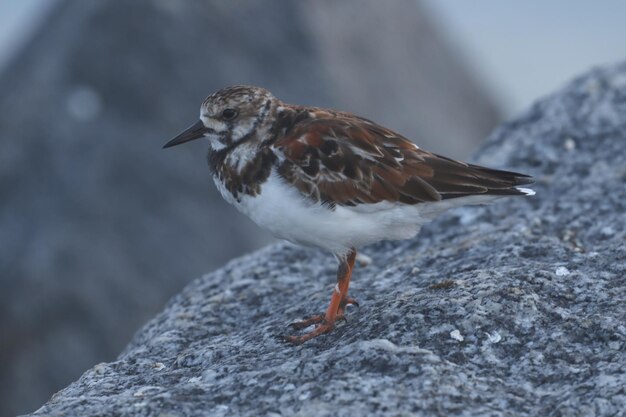 Close-up of bird perching on rock