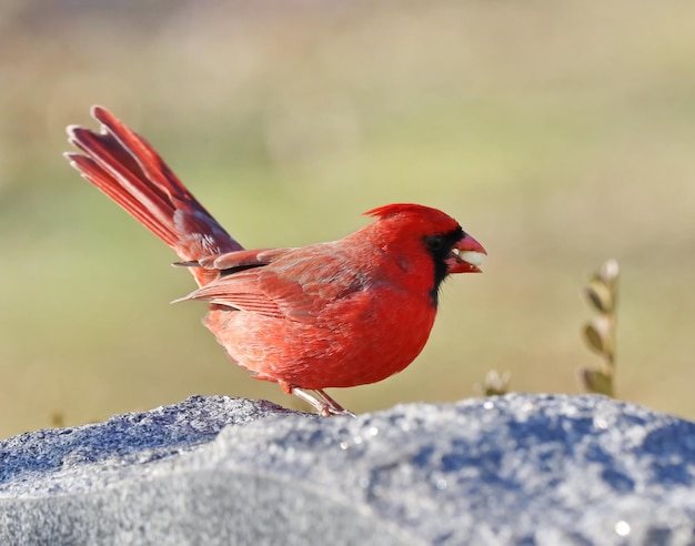 Foto close-up di un uccello appoggiato su una roccia