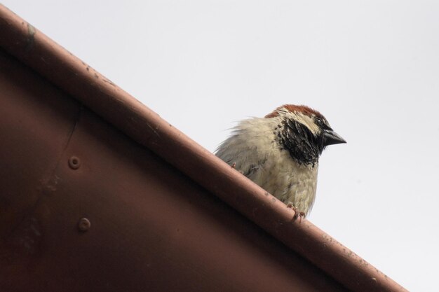 晴れた空の前で屋根に座っている鳥のクローズアップ