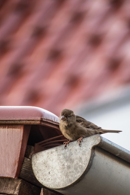 Photo close-up of bird perching on roof