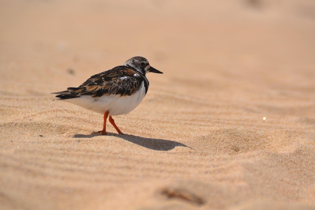 Photo close-up of bird perching on sand