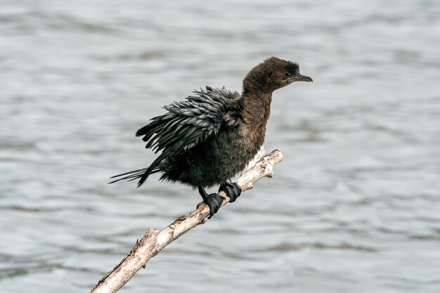 海の上に座っている鳥のクローズアップ