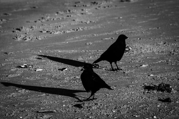 Close-up of bird perching on shadow