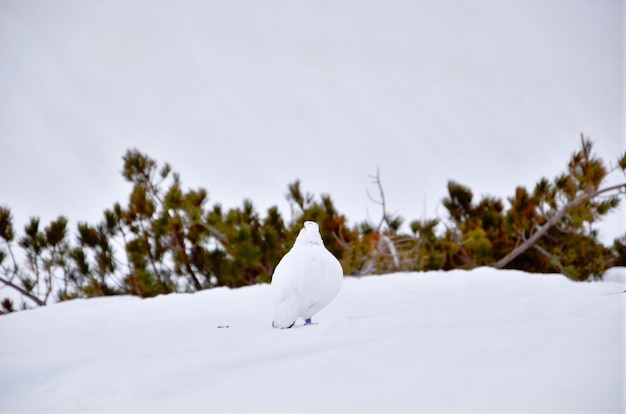 Close-up of bird perching on snow against sky