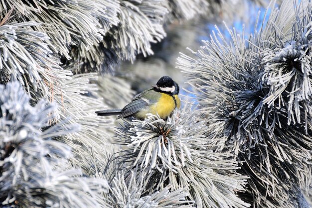 Close-up of bird perching on snow