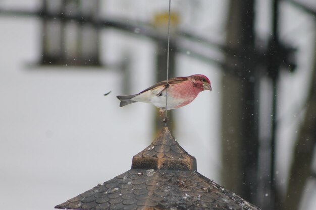 Photo close-up of bird perching on snow