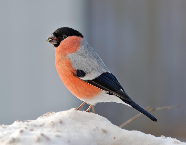 雪の上に座っている鳥のクローズアップ