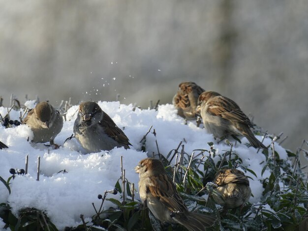 Foto close-up di un uccello appoggiato sulla neve