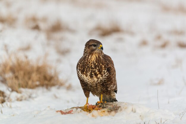 雪の上に座っている鳥のクローズアップ