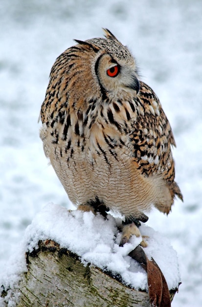 雪の上に座っている鳥のクローズアップ