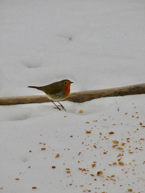 Close-up of bird perching on snow