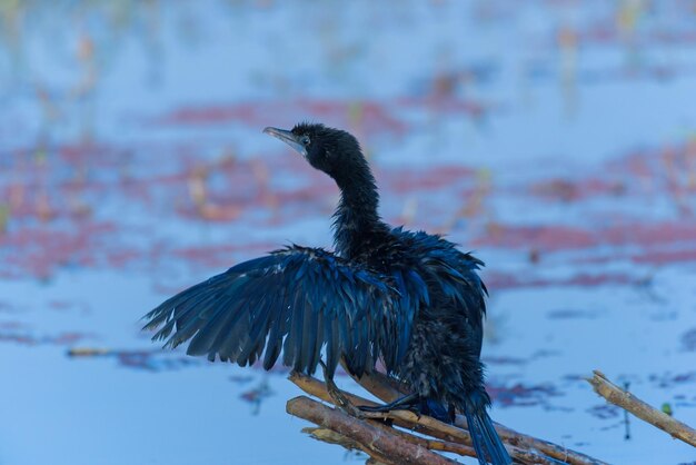 Close-up of bird perching on snow