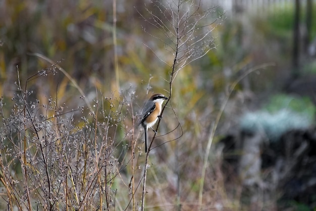 Close-up of bird perching on spider web