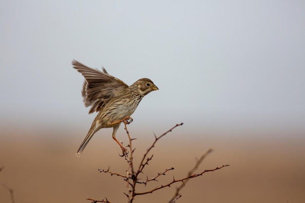 尖った植物に座っている鳥のクローズアップ