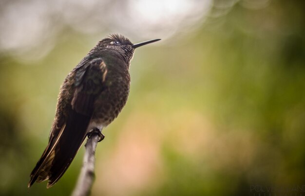 Photo close-up of bird perching on stem