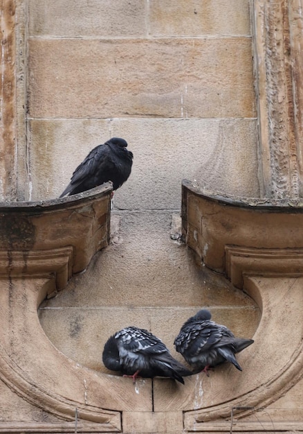 Close-up of bird perching on stone