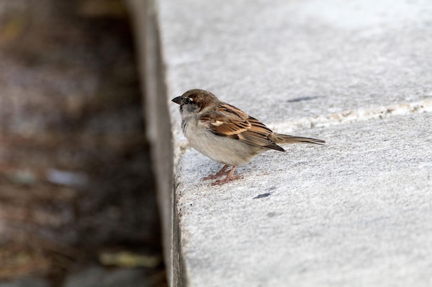 Photo close-up of bird perching on stone