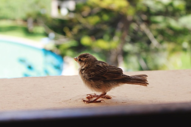 Close-up of bird perching on swimming pool