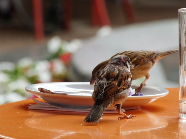 Photo close-up of bird perching on a table