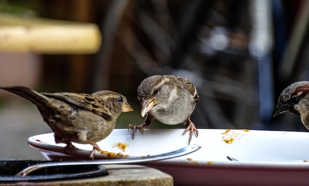 Photo close-up of bird perching on table