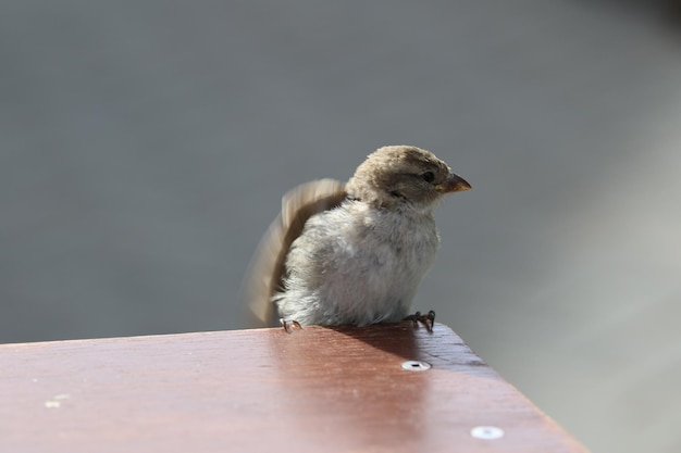 Foto close-up di un uccello appoggiato su un tavolo