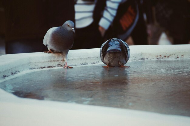 Photo close-up of bird perching on table