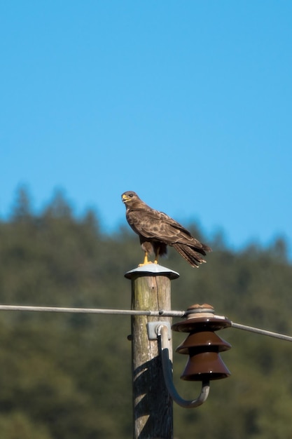 Photo close-up of bird perching on tree against clear blue sky