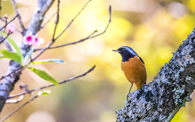 Close-up of bird perching on tree trunk