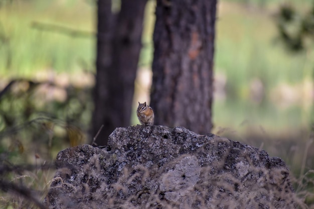 Foto close-up di un uccello appoggiato sul tronco di un albero