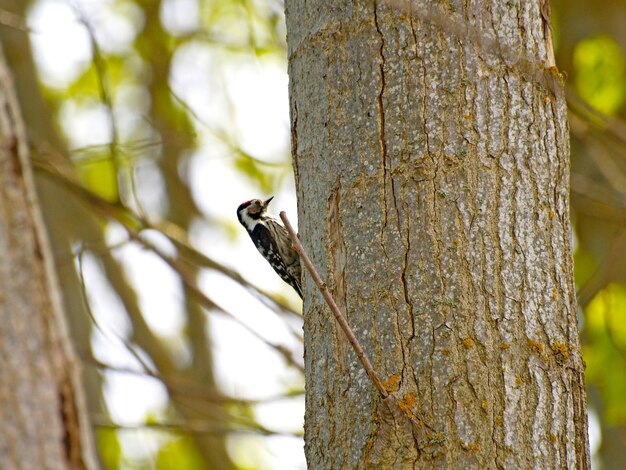 Close-up of bird perching on tree trunk