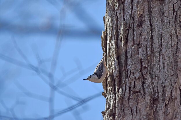 Close-up of bird perching on tree trunk