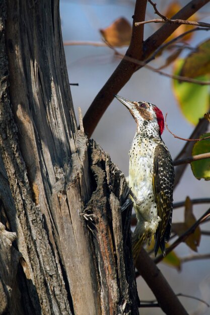 Photo close-up of bird perching on tree trunk