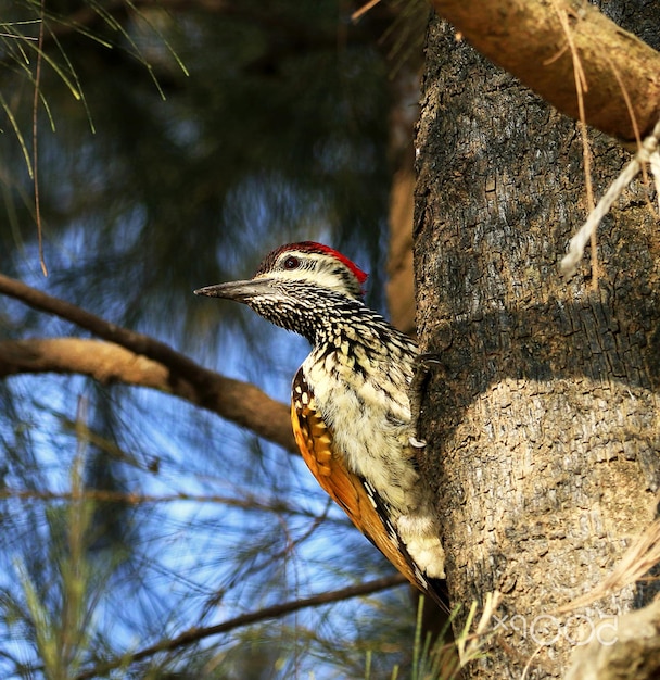 Photo close-up of bird perching on tree trunk