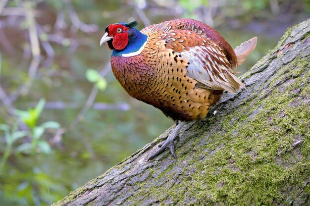 Close-up of bird perching on tree trunk