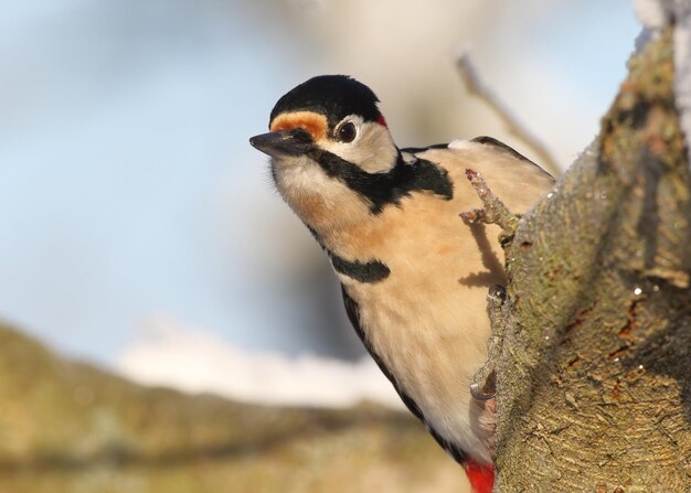 Close-up of bird perching on tree trunk