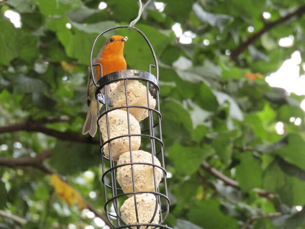 Photo close-up of bird perching on tree trunk