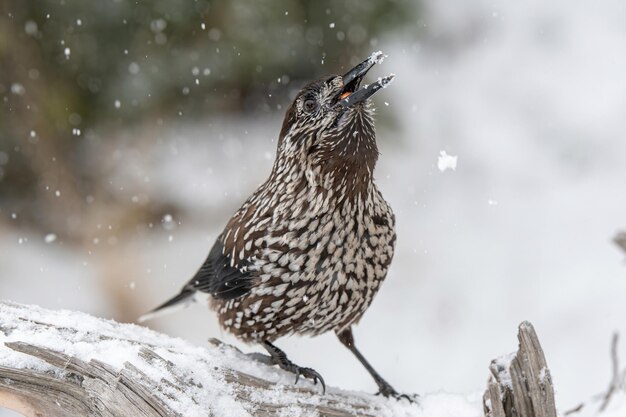 冬に木に座っている鳥のクローズアップ