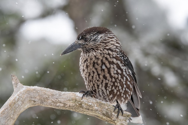 冬に木に座っている鳥のクローズアップ