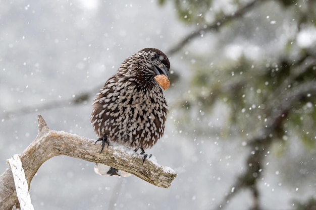 冬に木に座っている鳥のクローズアップ